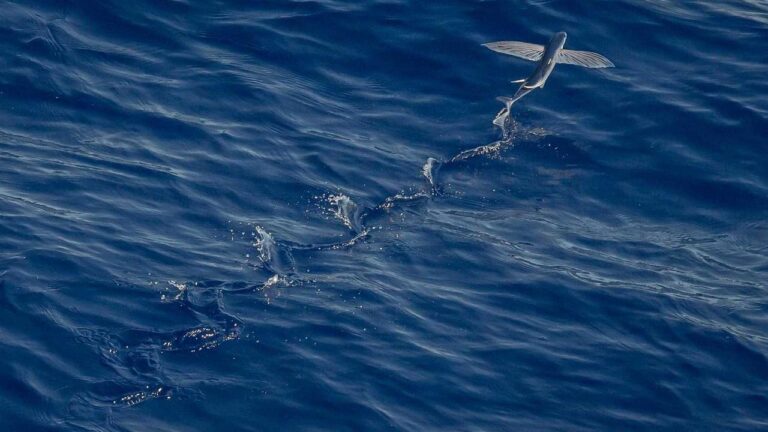 Where Can I Get Help For Cricbet99 Account Issues?